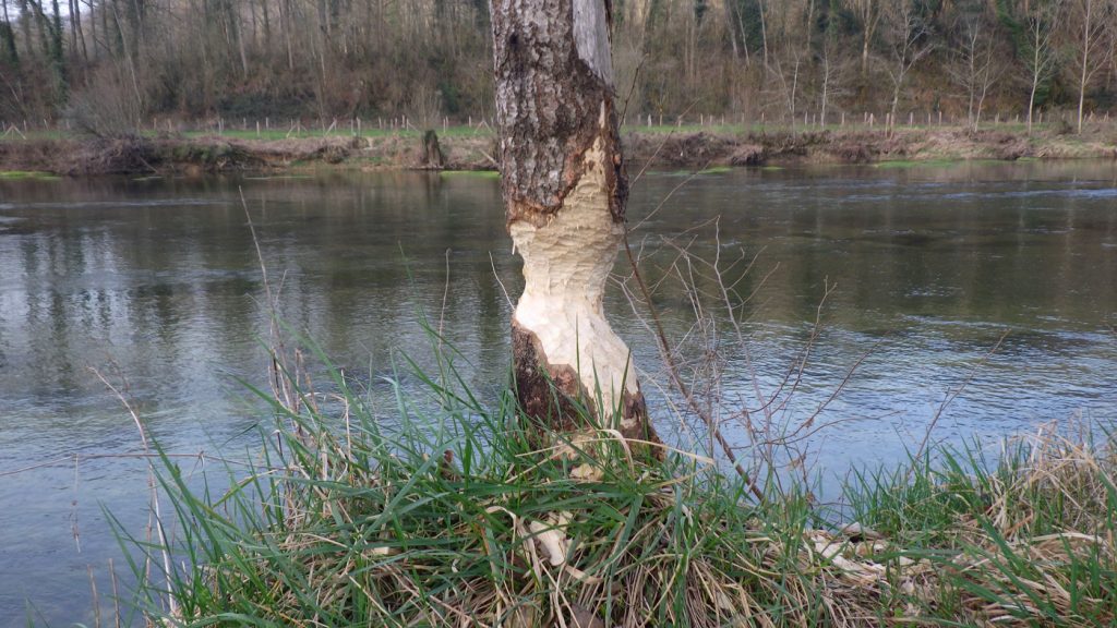 Photo d'un tronc d'arbre rongé par un castor, une rivière à l'arrière plan