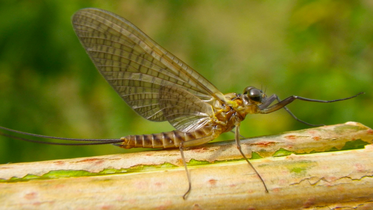 Indicateurs du plan rivière karstique : évolution des nitrates, des phosphates et des peuplements d’invertébrés