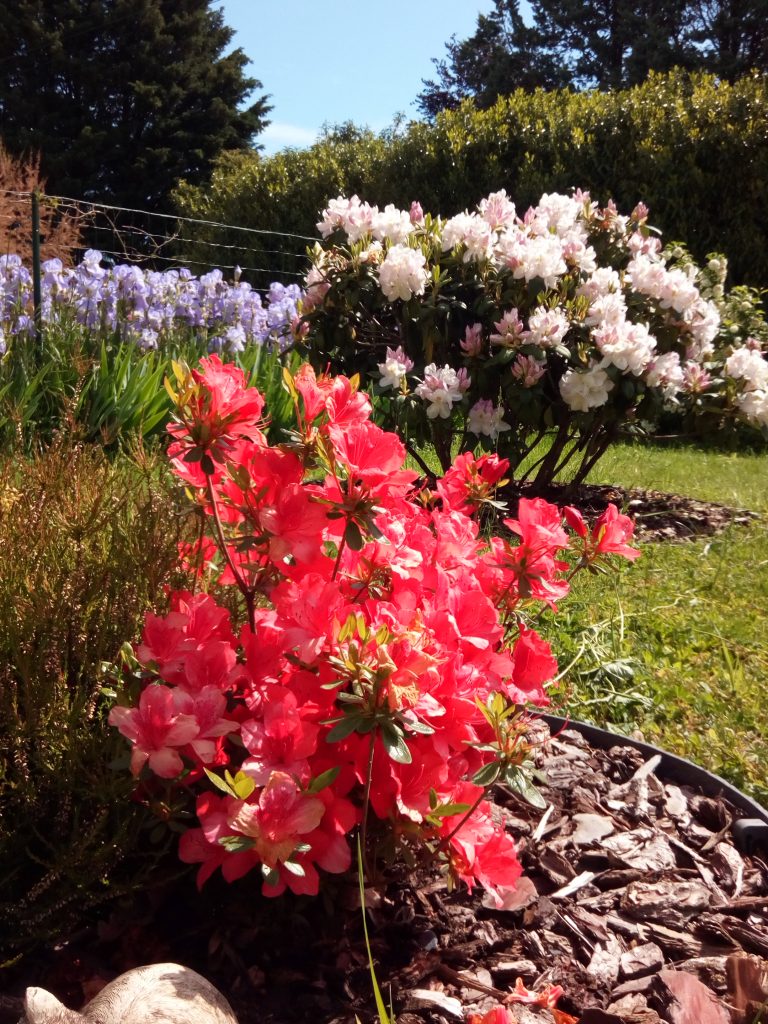 paillage d'écorces de pins