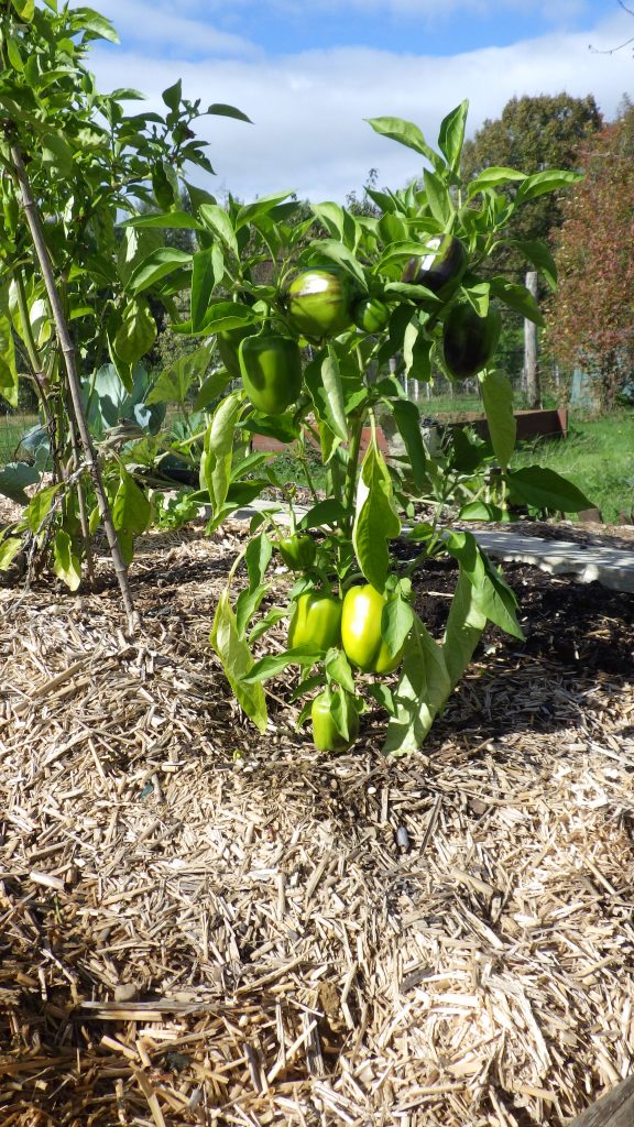 paillage de miscanthus