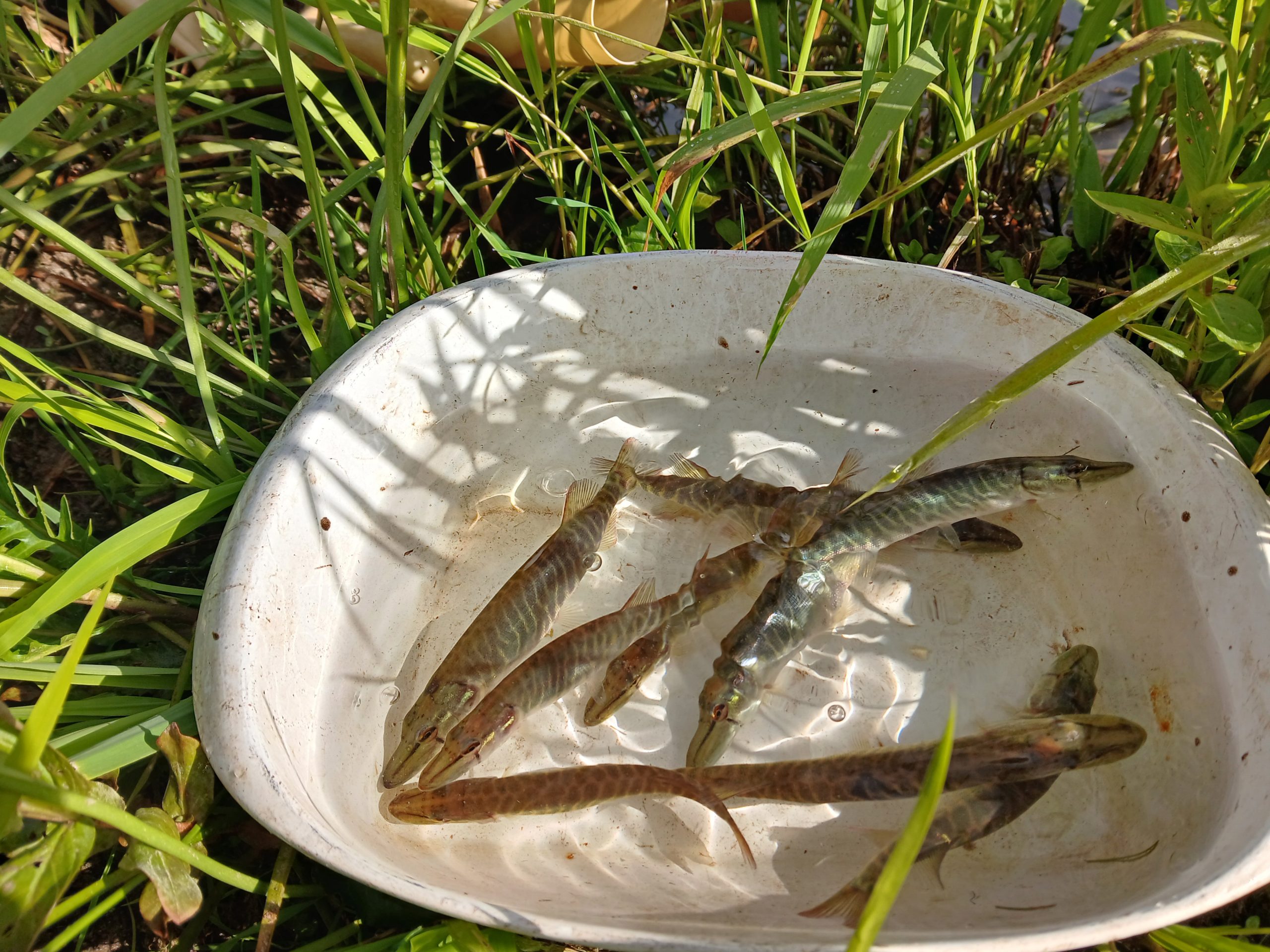 Suivi de la reproduction du brochet par la Fédération de pêche du Doubs